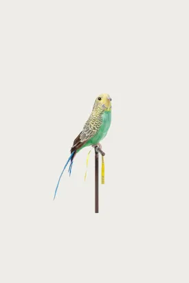 Budgie - Green