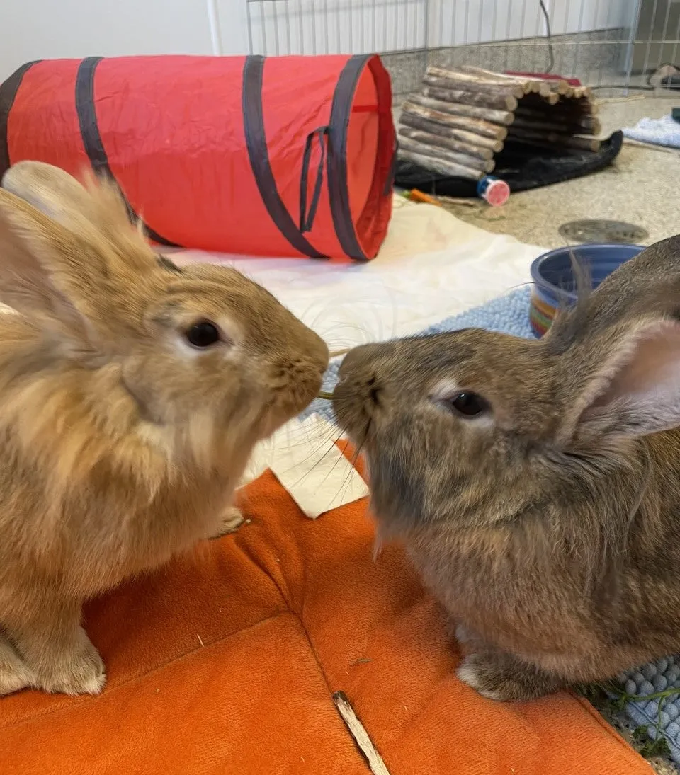 Critter Care