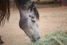 Hay for farm animals