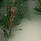 Holiday Evergreen Botanical Candle